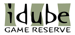 logo_idube Paula Marais copywriting and proposal writing